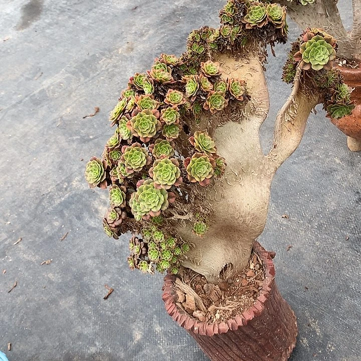 瑕疵祝融朵朵脱土发货