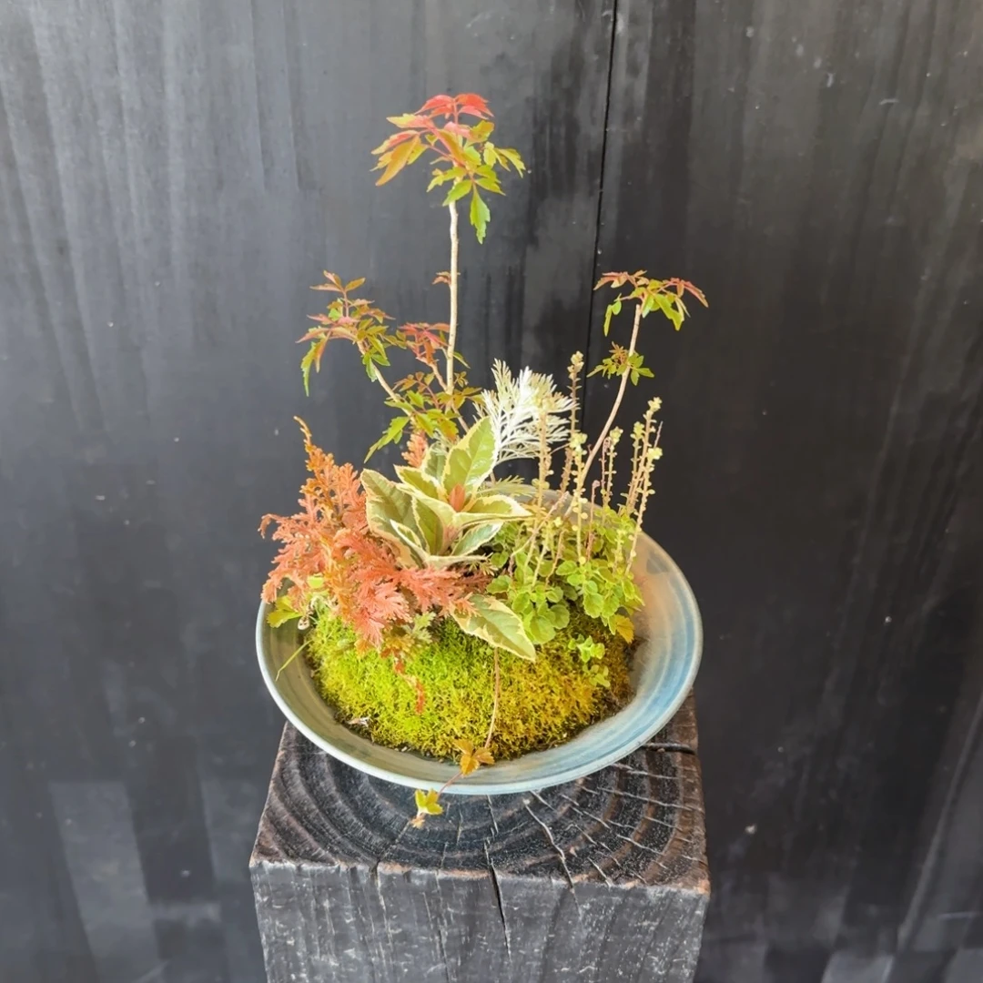 花***家无花朵山野草日本斗笠盆
