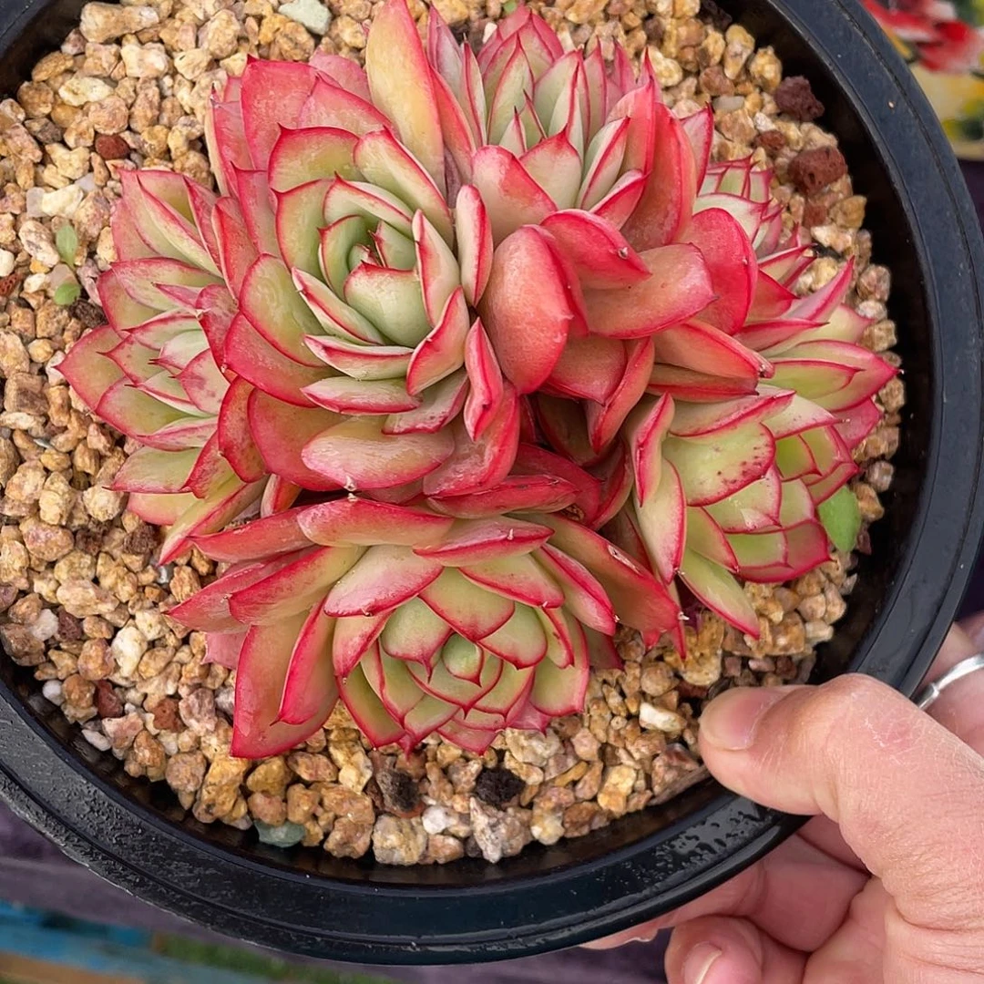 多肉植物脱土包邮