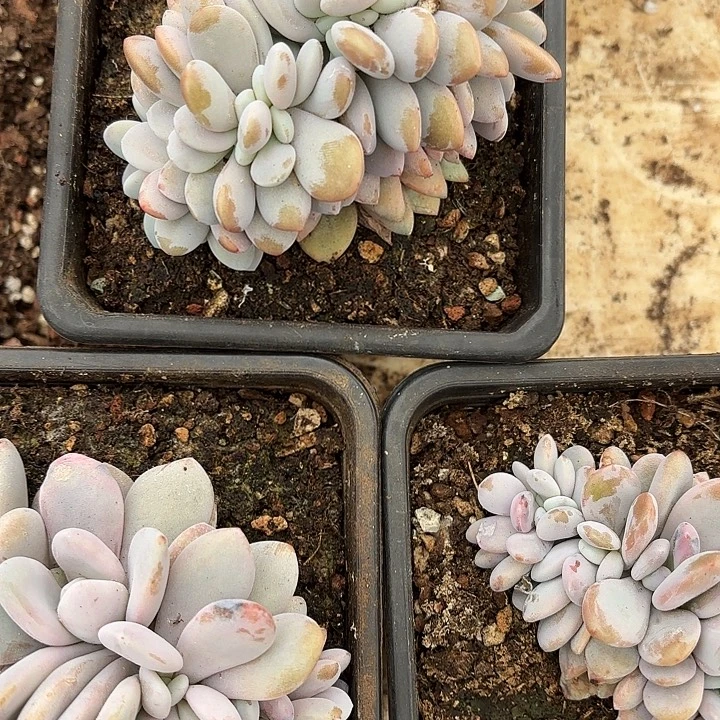 粉兔缀（拍满18包邮，偏远地区1号链接拍十元运费）