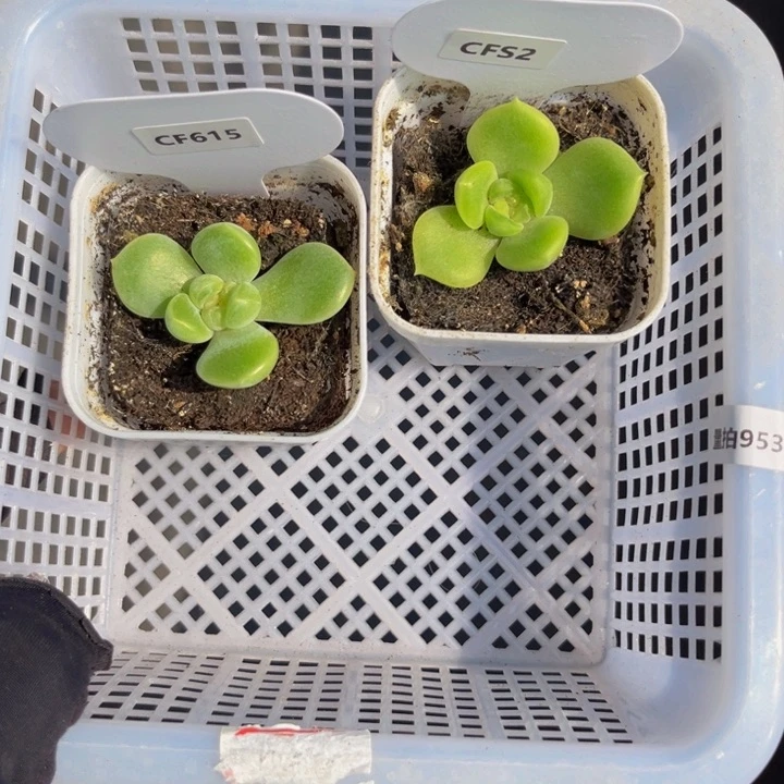 953量拍，多肉植物组合