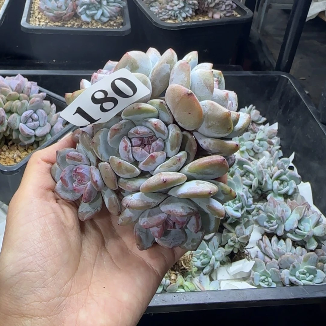 星影6头一物一拍180