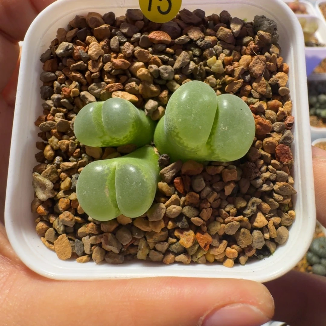 ?***拾15......多肉........