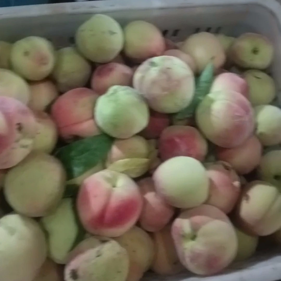 新鲜桃子5斤小果现摘生态农场