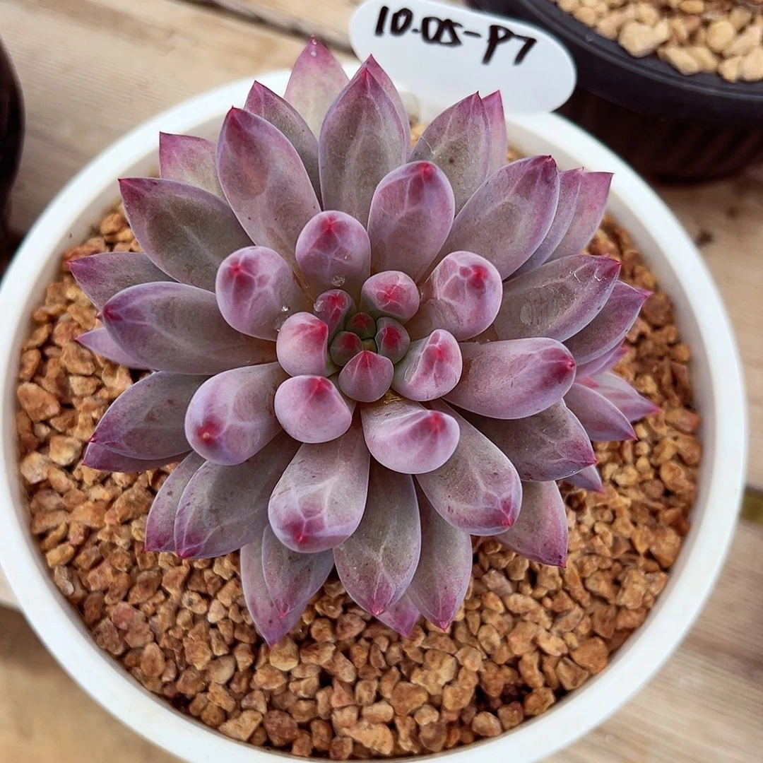 1005-97胖体虞美人