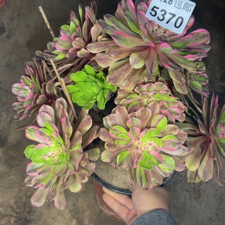 5370粉黛杆歪不包损多肉植物
