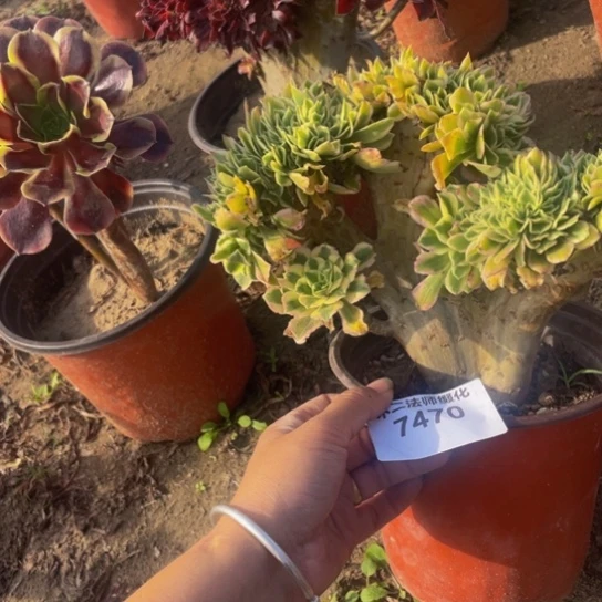 7470，迈巴赫缀包邮