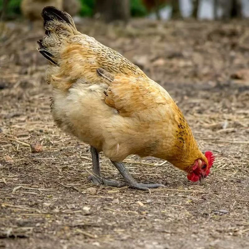 母鸡东北农村散养母鸡