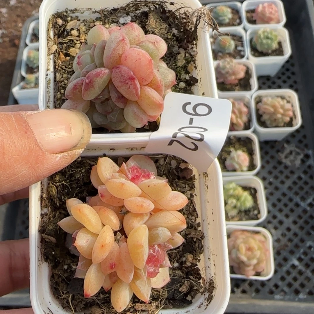 假***想多肉小卡拉米糖心一物一拍