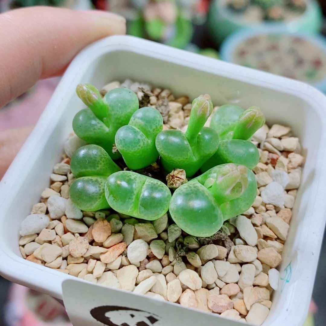 生石花花花花花132
