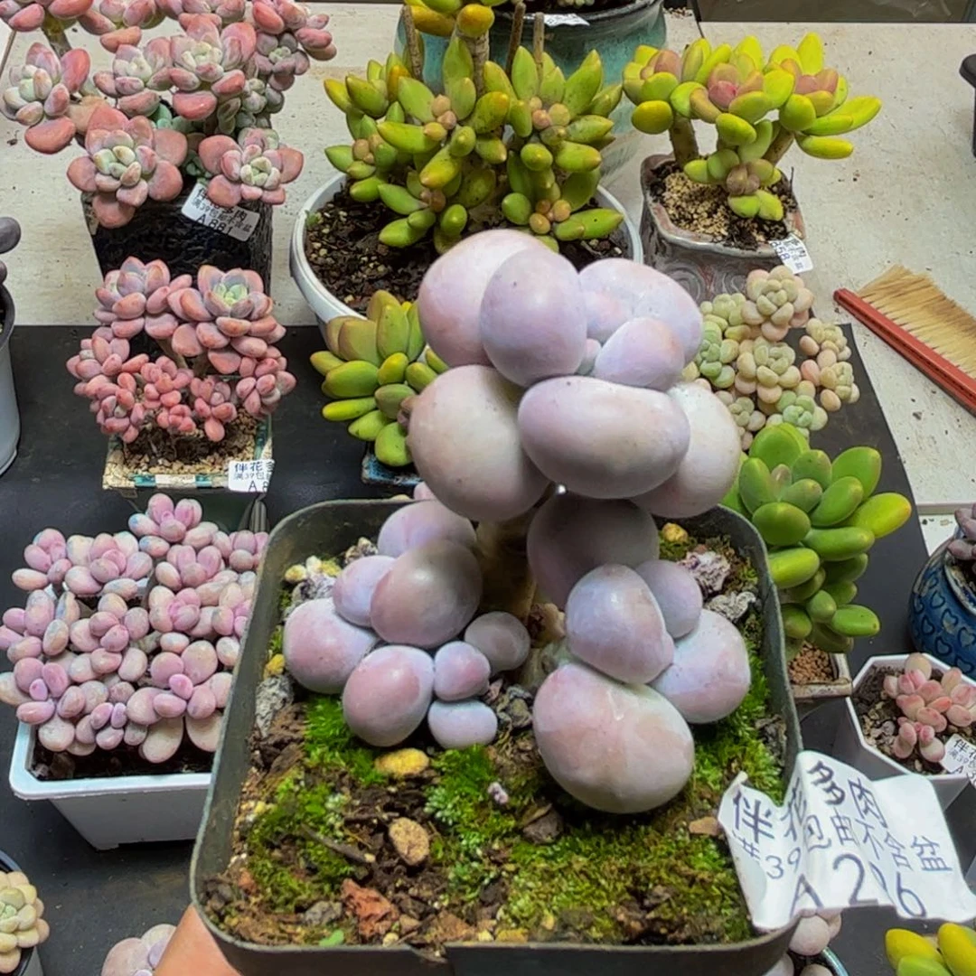 296芭比奶酪5cm多肉