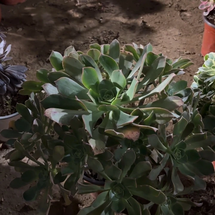 多肉植物法师寒月夜12