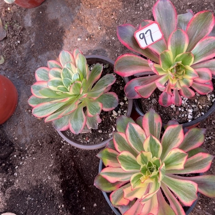 多肉植物97不售后