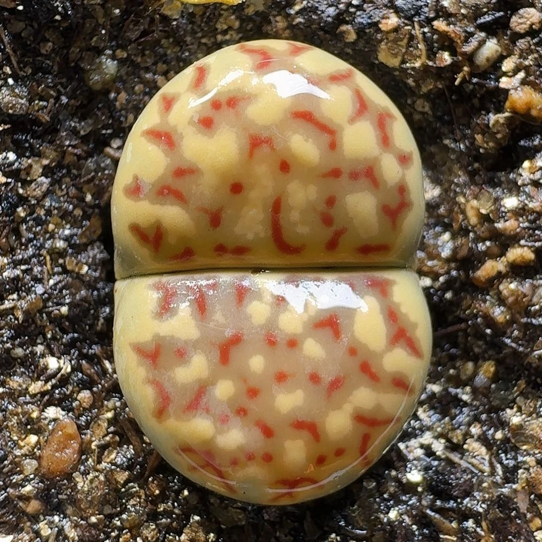 生石花1111122。   233