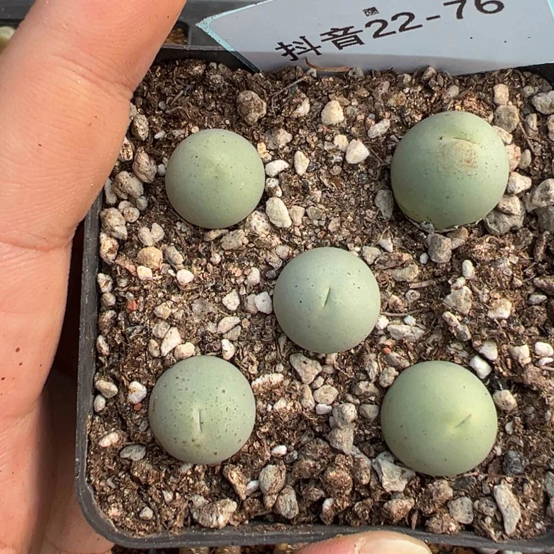 十**i22-76肉锥多肉植物，