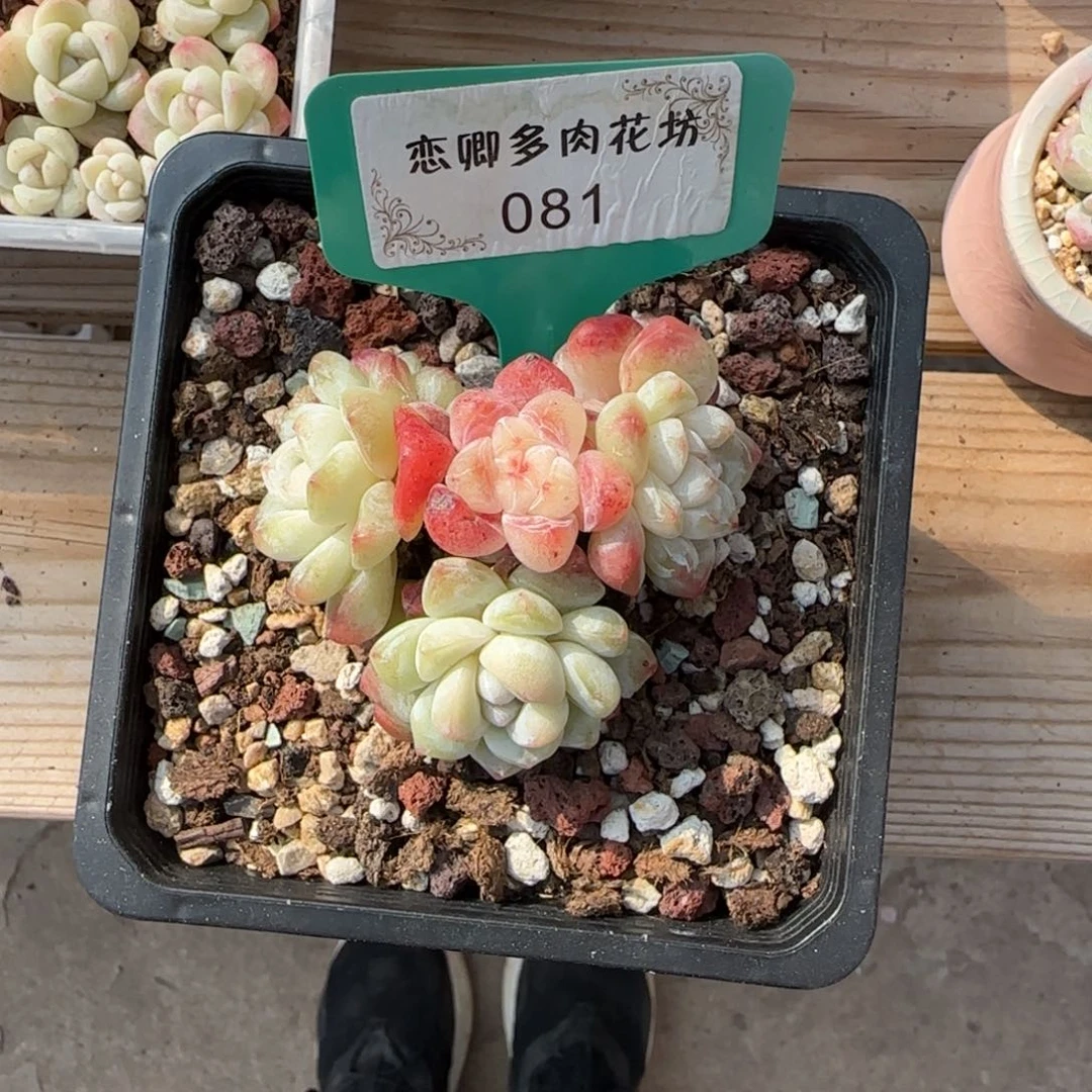 极**人081冰玉多头老桩无砍000