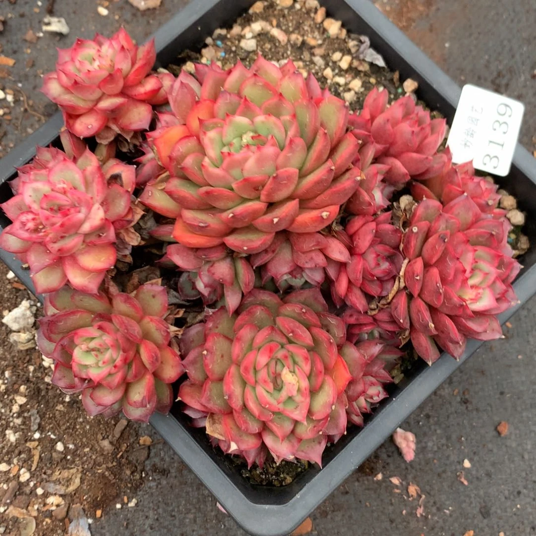 3139杂交多肉植物