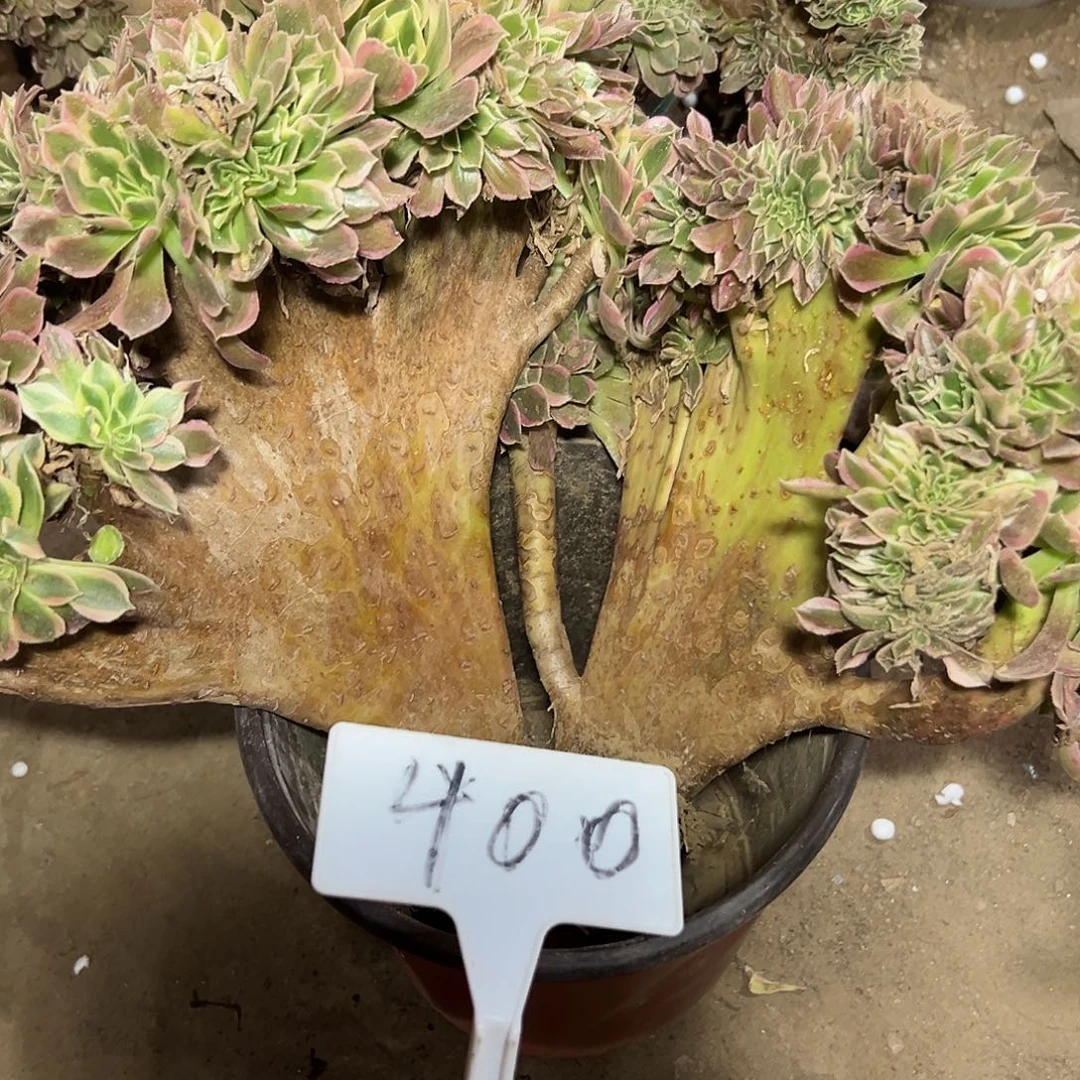 多肉植物女神缀花400