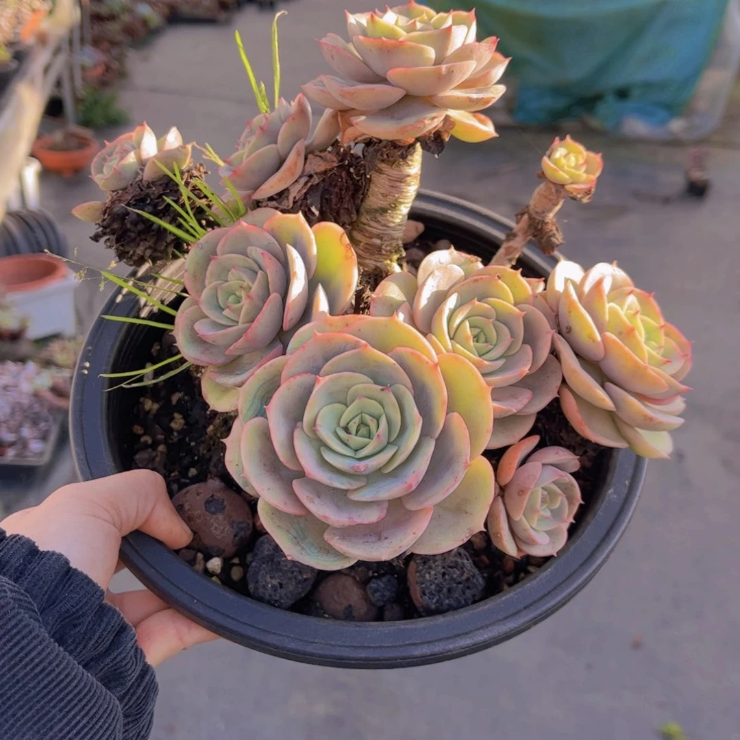 特价老桩造型粗腿