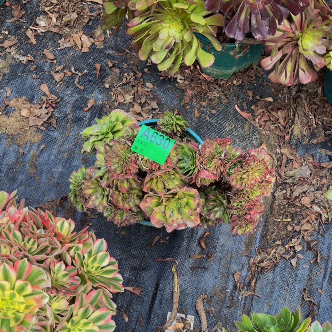 抹茶法师缀化1-29