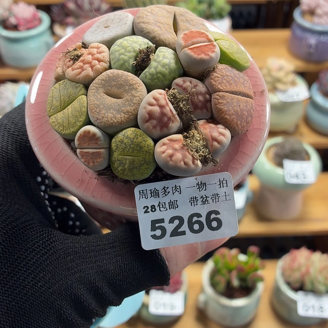 5厘米盆精控多肉5266
