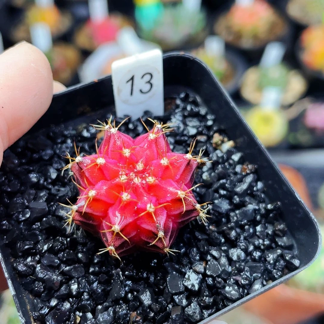 丹顶鹤非偏远地区满25包邮仙人球