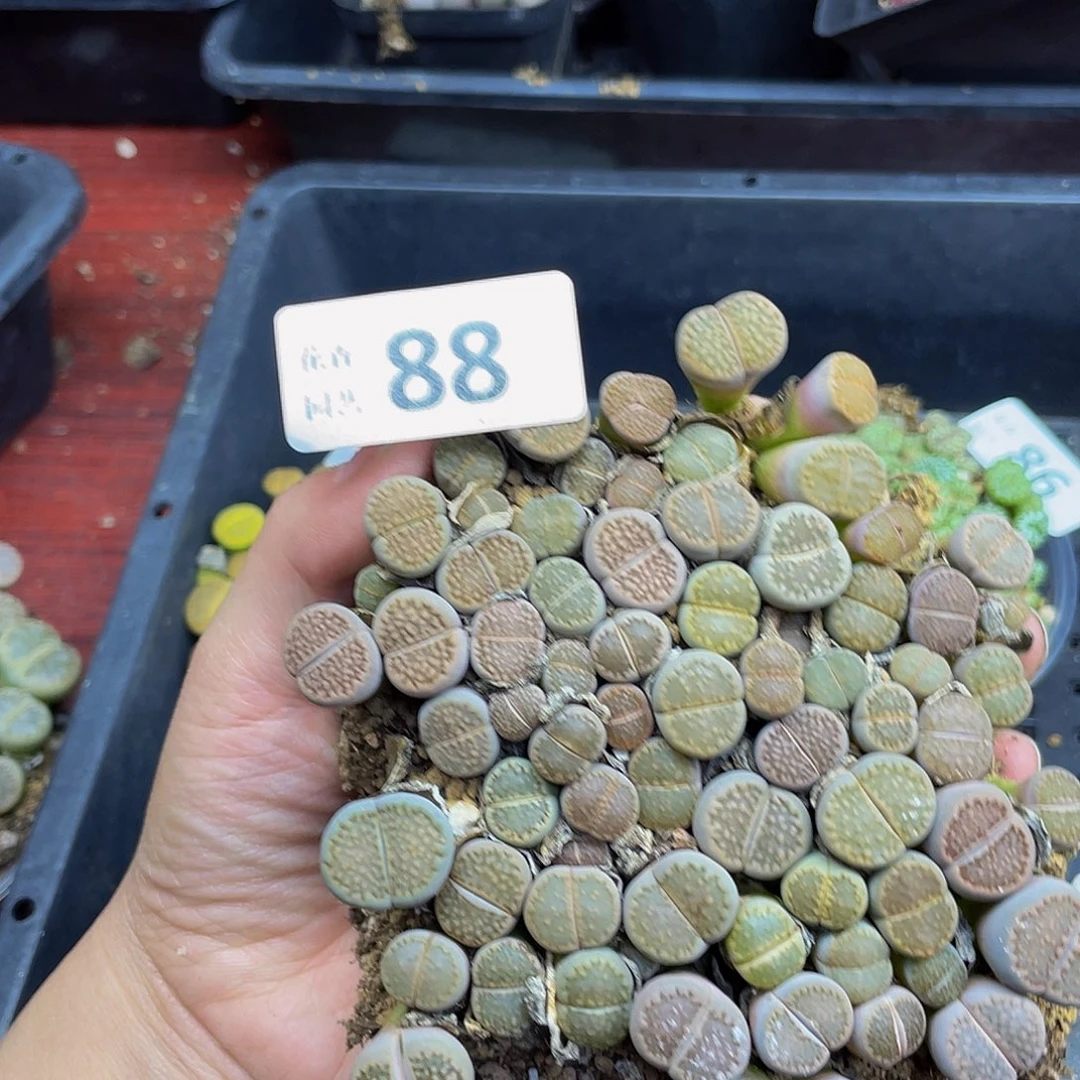 88880000000花花花花花谷久了