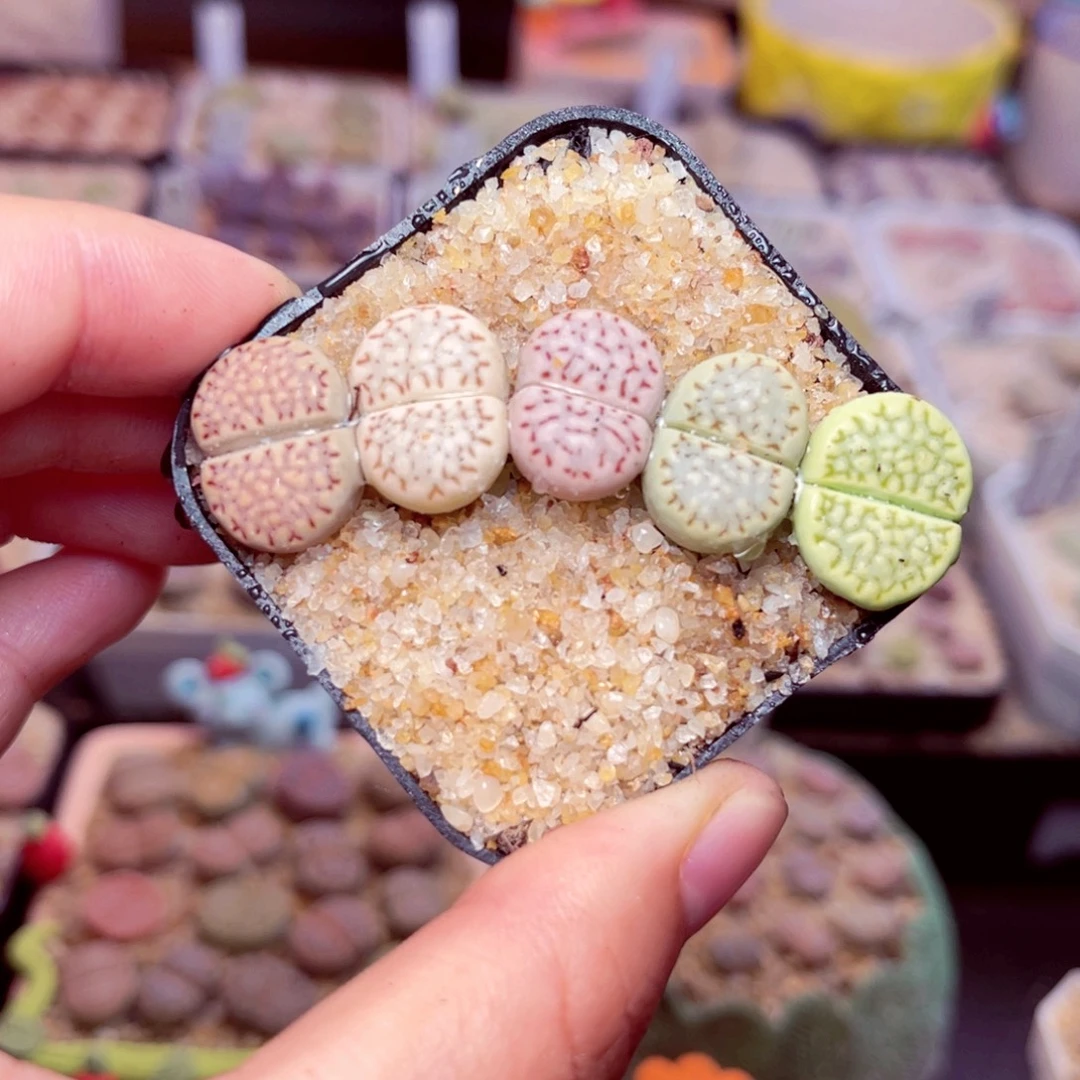 194号带盆包邮发货