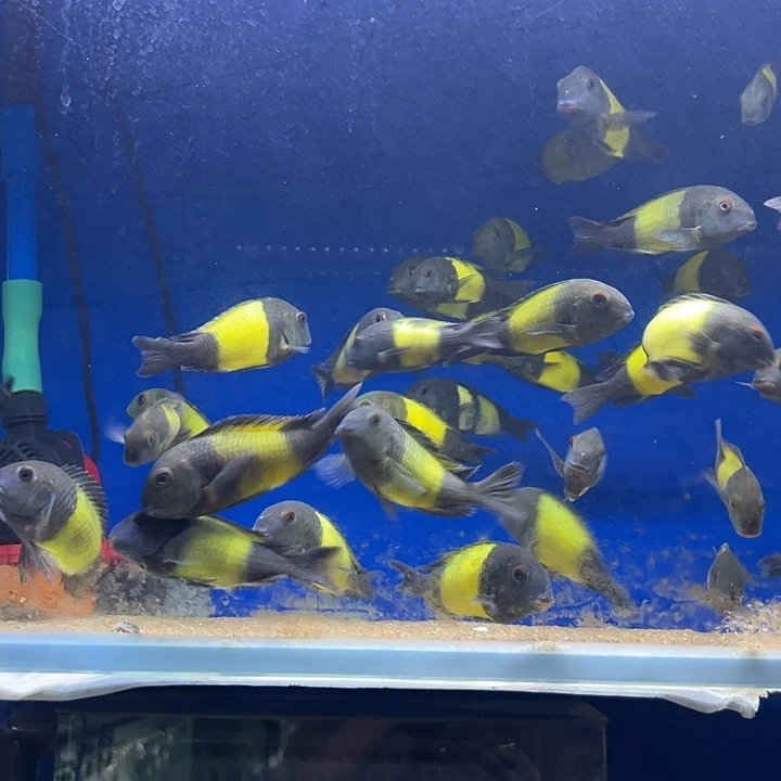 叨****海水鱼三湖慈鲷黄宽11cm