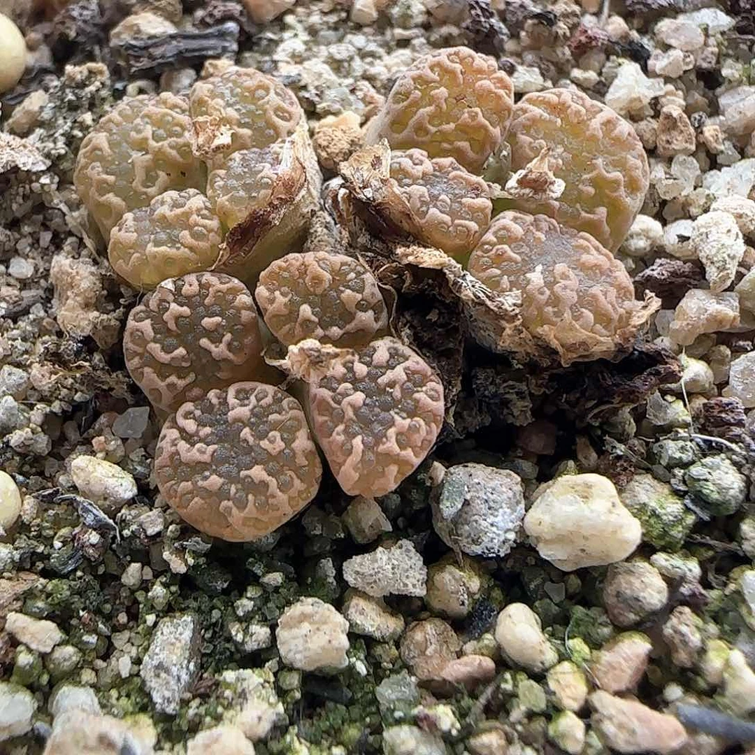 智**鱼哈哈哈哈哈34442