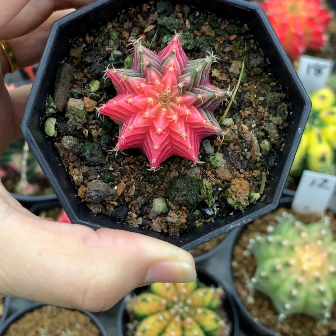 仙人球米哈牡丹锦