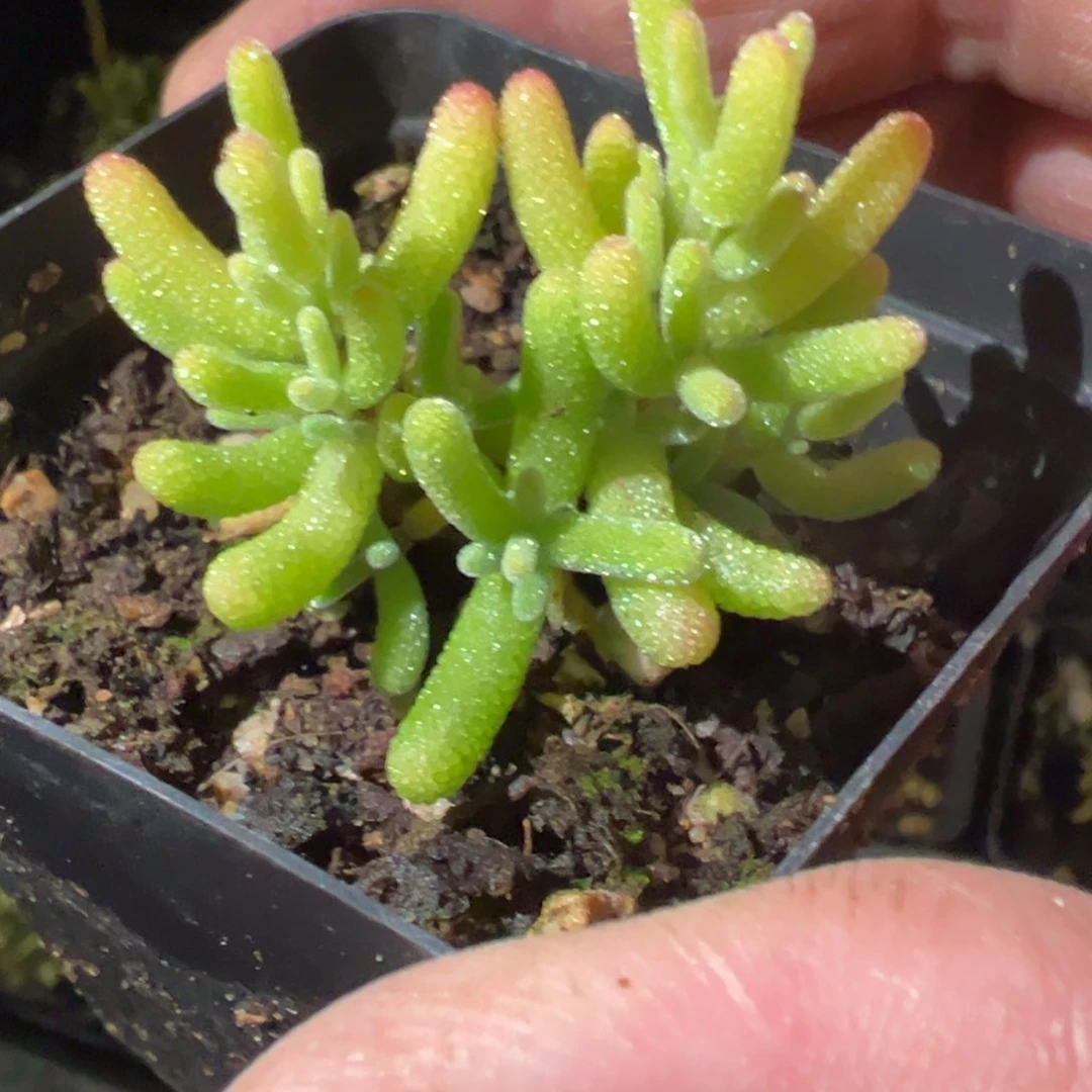 糖球黄化锦老桩55杯精品