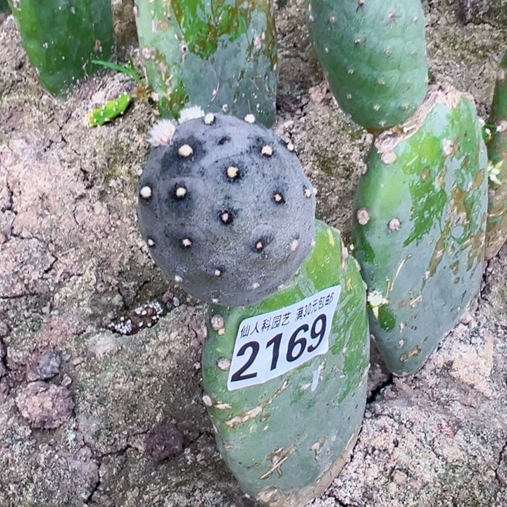 2169大型紫皮无刺习