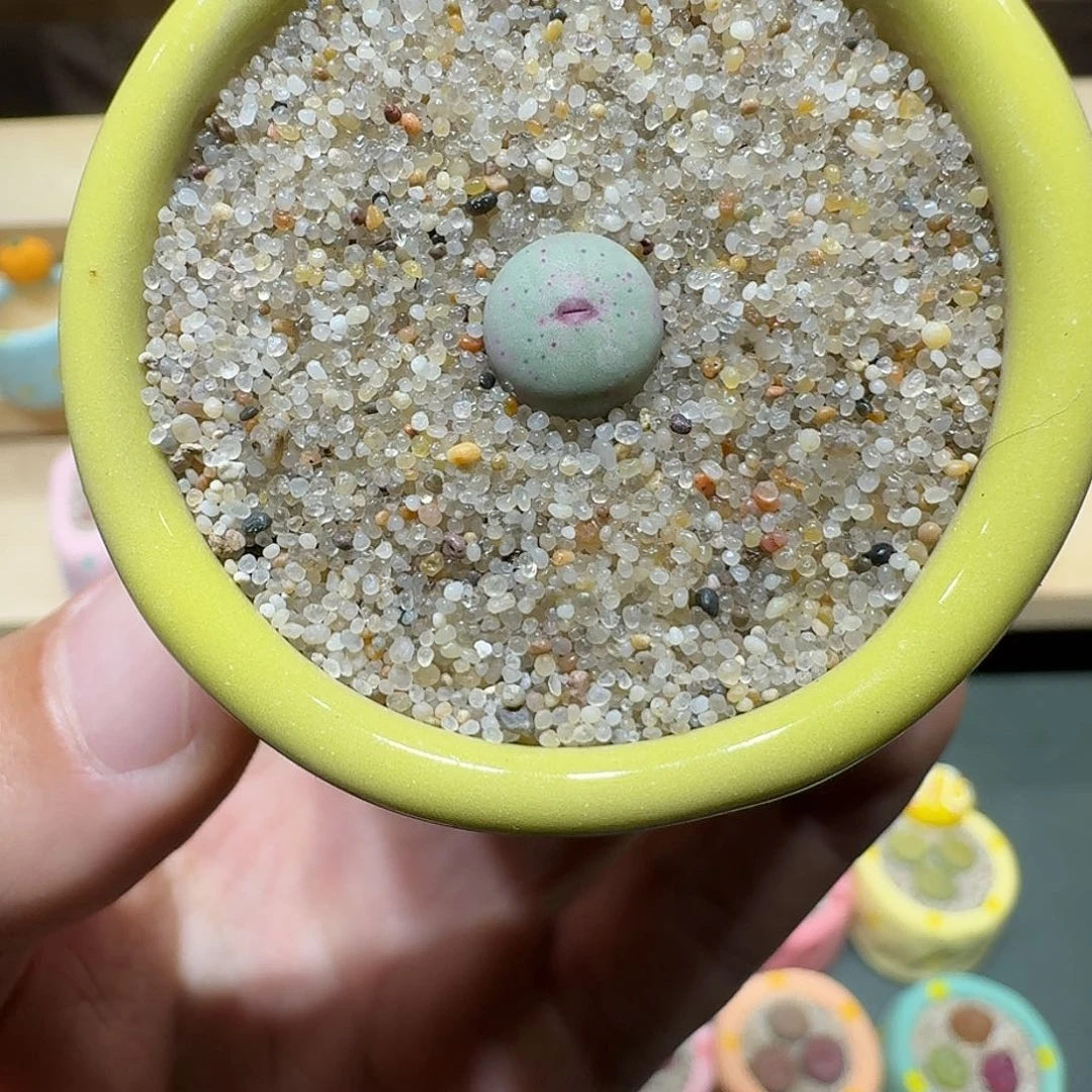 红陶冬**雨蘑菇296小红嘴