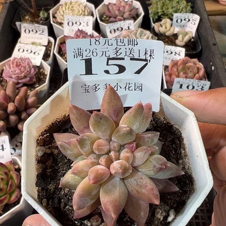 157号重楼缀化一物一拍多肉满20元包邮明天发货
