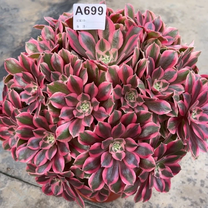 699粉女妖32厘米左右