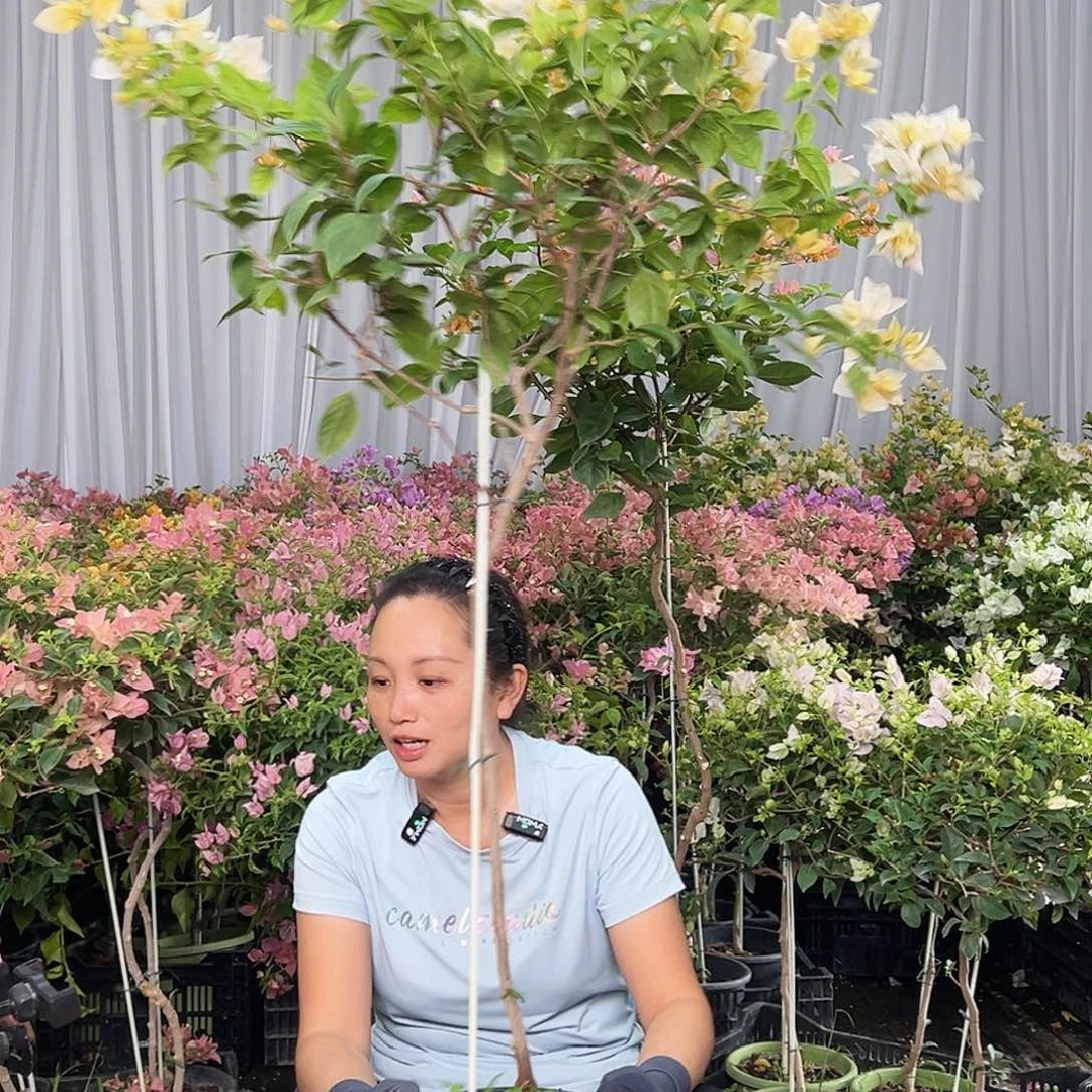 黄***毛当前无花栽培后可以开花F45苏瓦娜
