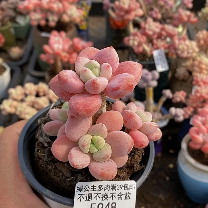 樱花洛神7cm948多肉植物