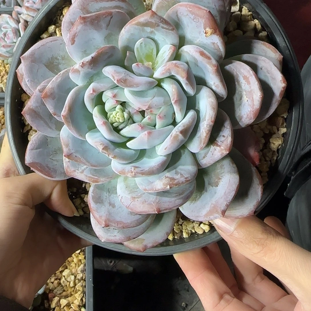 叠叶单头橙一物一拍