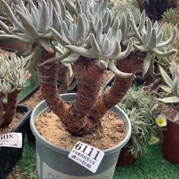 巴*111号奥罗拉多肉植物