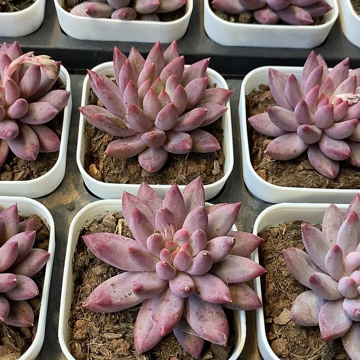 143。金鱼姬。单头。