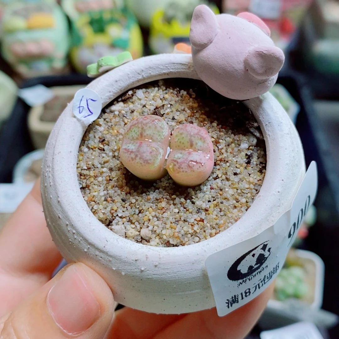 _****生石花花花花花花花900