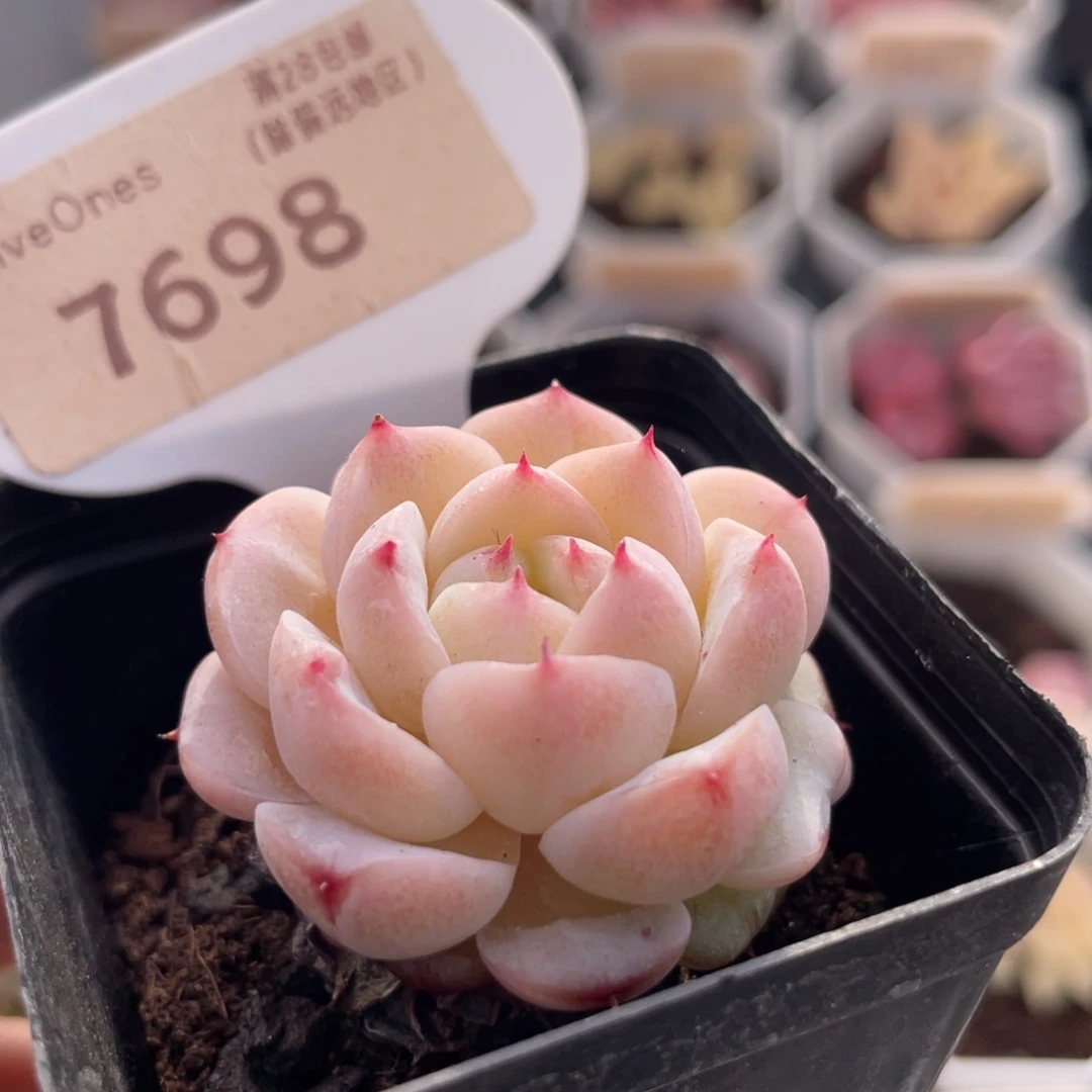 天鹅绒7698-4.0厘米