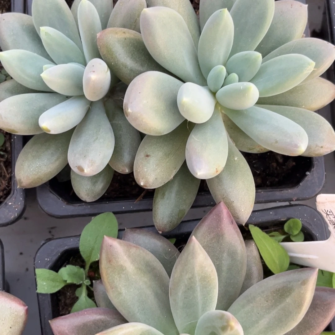 彩胖体哥特多肉植物727