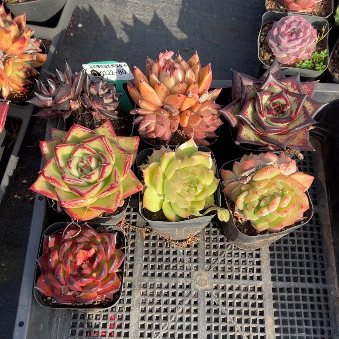 从前慢多肉精选编号0122.80