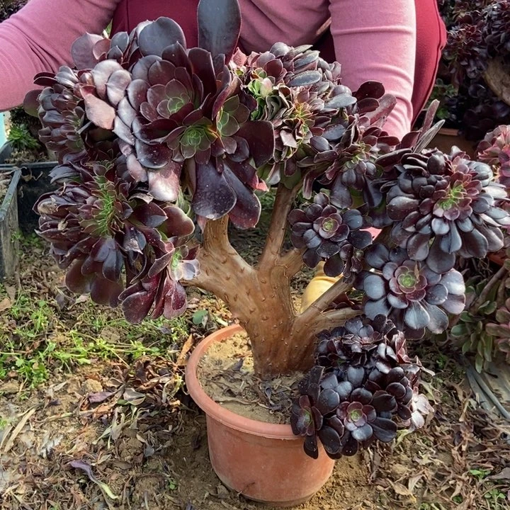 A****芬034欧紫缀化老桩