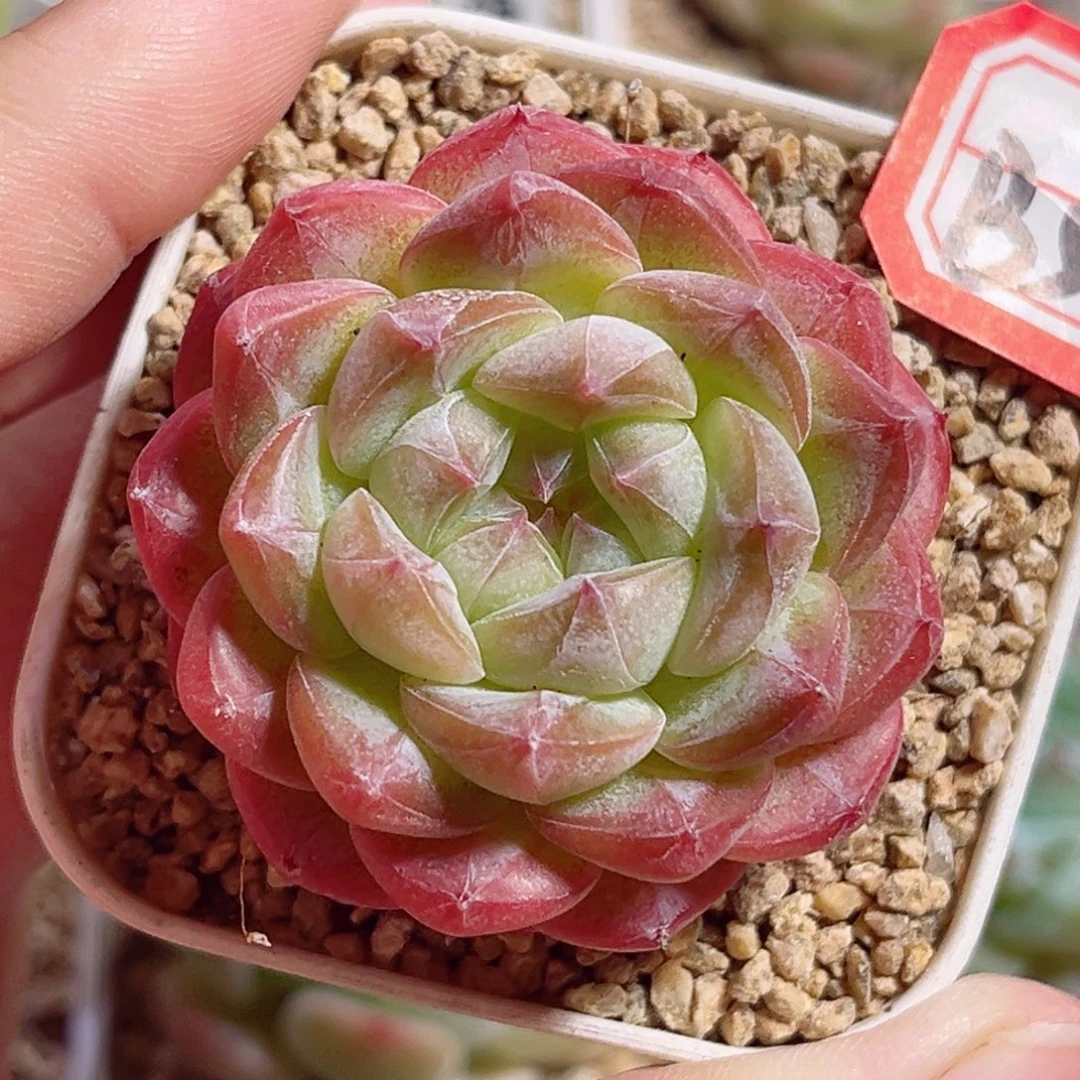 B589 一物一拍 无名珍妮