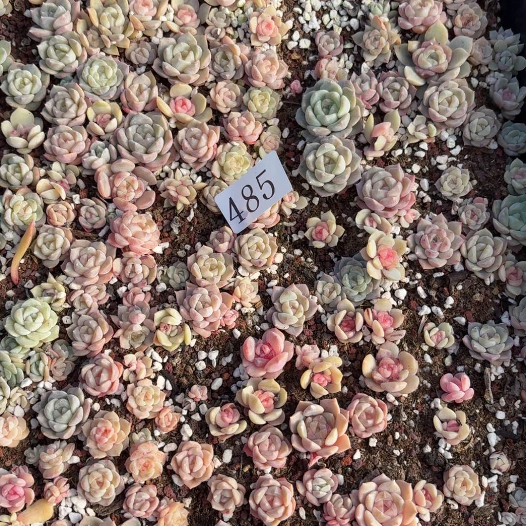 多肉植物多肉植物485