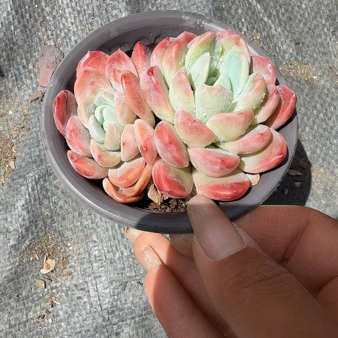 雪媚娘多肉植物精品