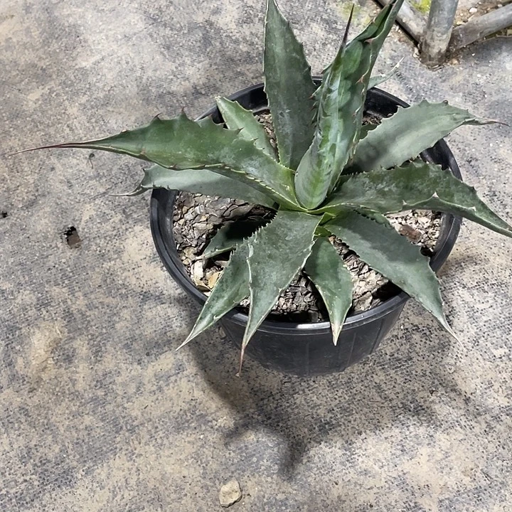 表***q无花朵龙舌兰绿色植物